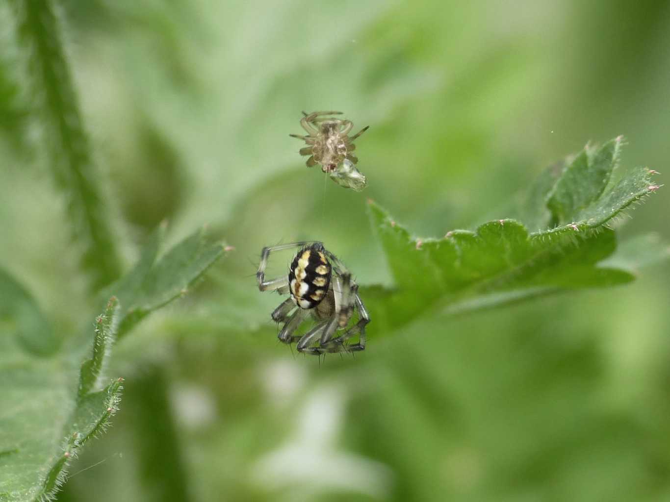 Neoscona adianta fresca di muta - Tolfa (RM)
